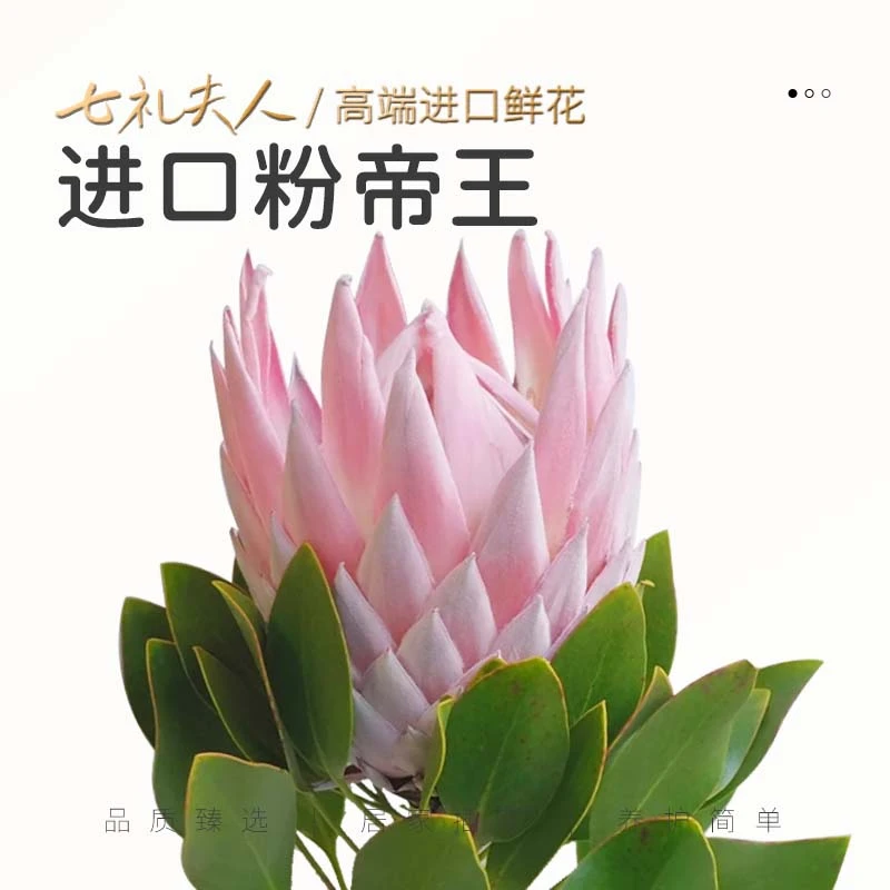 【七礼夫人】超粉帝王南非进口|高端花材|可做干花