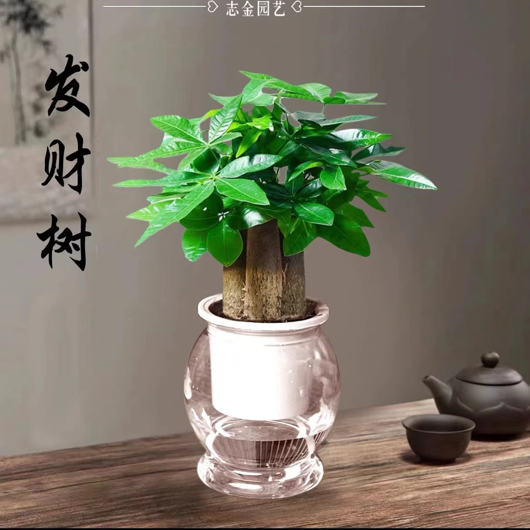 发财树盆栽室内观叶植物办公桌客厅小盆栽净化空气耐养