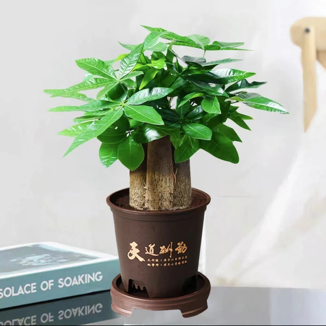 【直播推荐】三杆发财树盆栽办公桌绿植室内观叶植物好养耐活