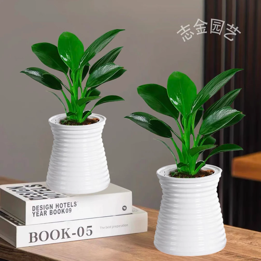 【买一送一】金钻绿公主办公桌客厅室内小盆栽花卉绿植冬季好养A
