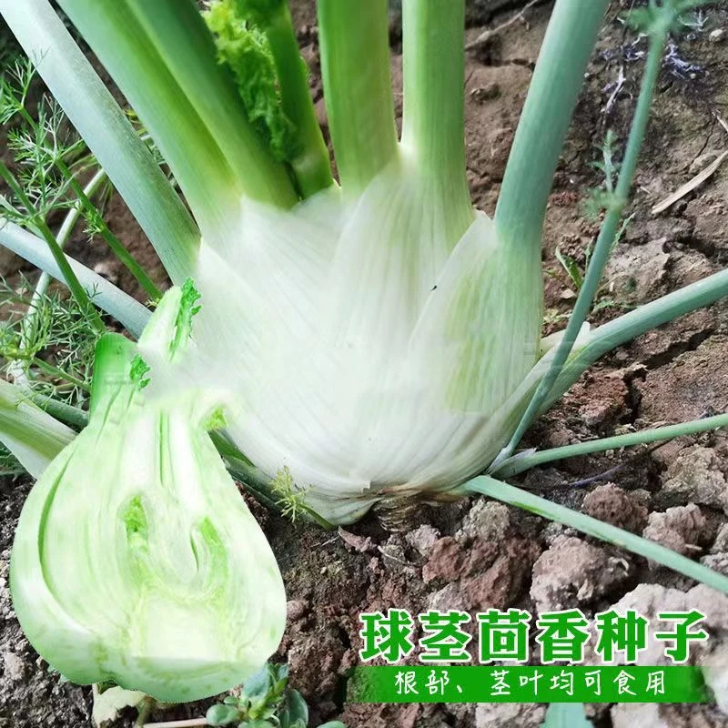 【新疆包邮】茴香四季播种阳台庭院盆栽