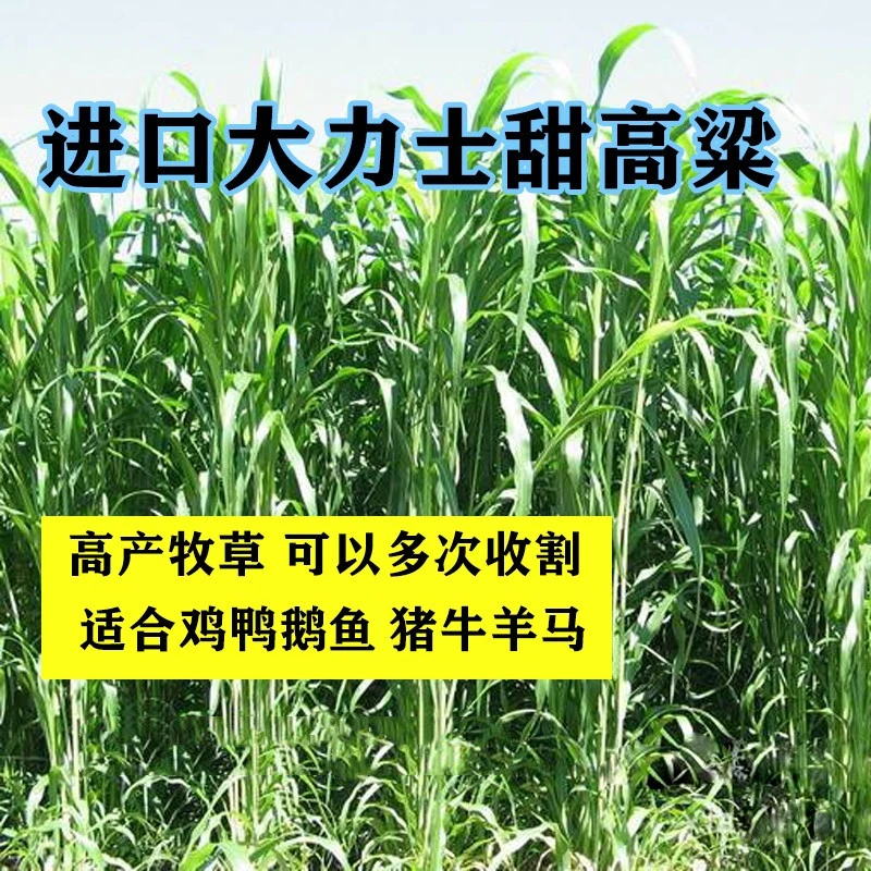 【新疆包邮】甜高粱牧草种子景观盆景