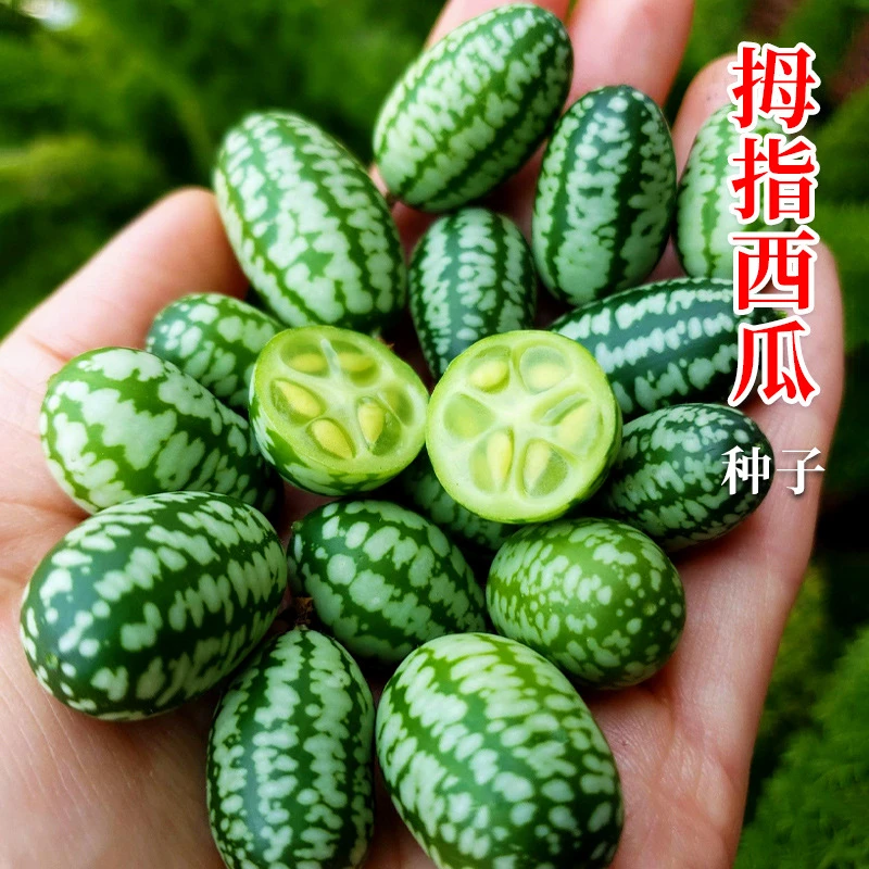 【新疆包邮】拇指西瓜种迷你四季可播种阳台盆栽可吃栽培趣味培育