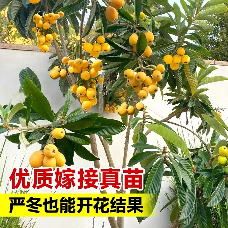 正宗枇杷苗树嫁接大五星枇杷早种六枇杷果苗盆栽果树果苗南北方种