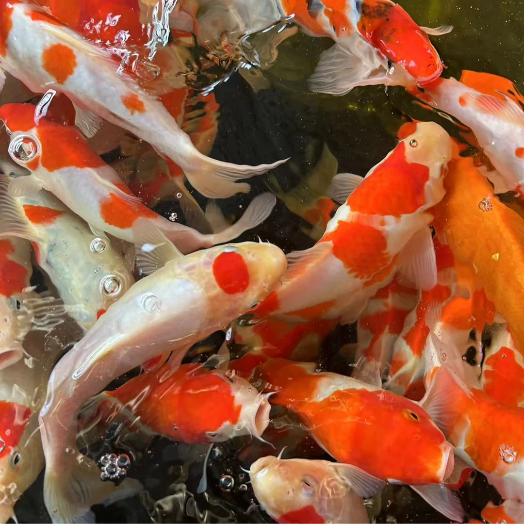 锦鲤活鱼精品纯种红白鱼场直销