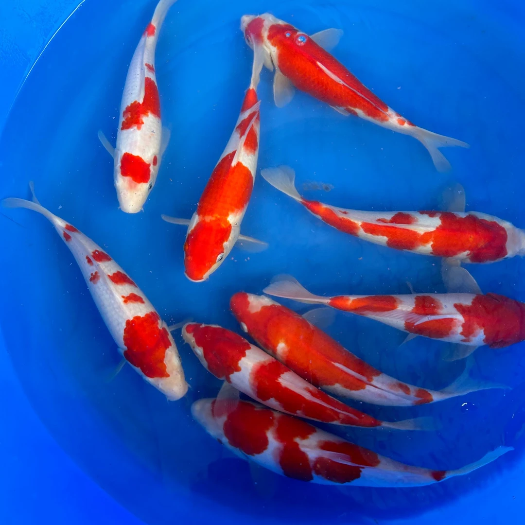 花纹独特红白锦鲤渔场直销