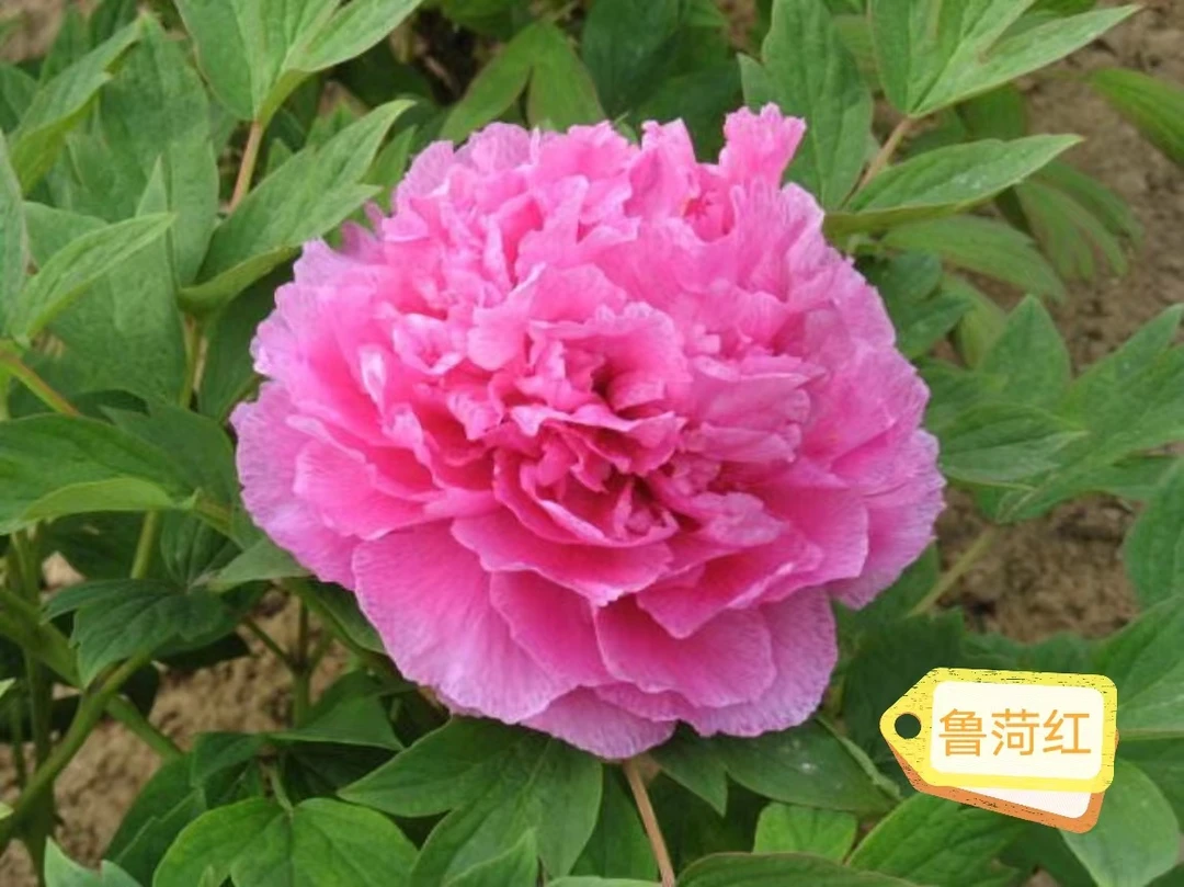【鲁荷红】盆栽牡丹-原盆原土发货- 庭院阳台花卉