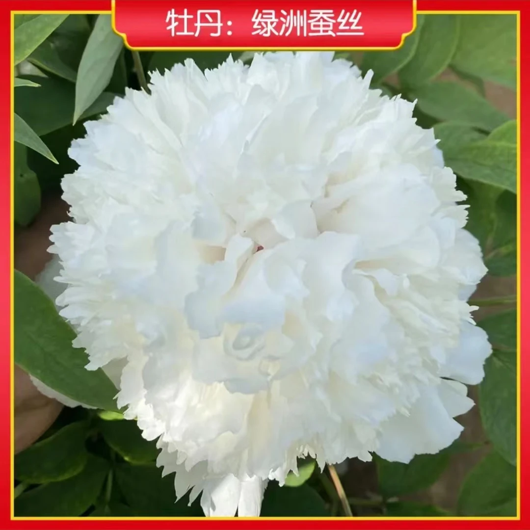 【绿丝贯顶】盆栽牡丹 原盆原土发货