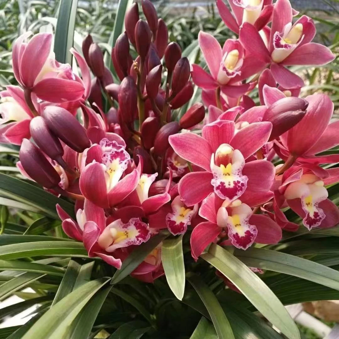 【红宝石】大花蕙兰 浓香型花卉 好养易活兰花室内带花苞兰花