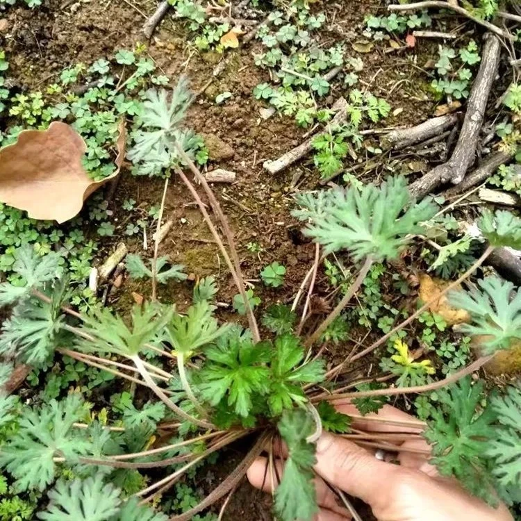 老鹳草苗新鲜秧苗野生老鹳草花园阳台老贯草家用正品多头6棵