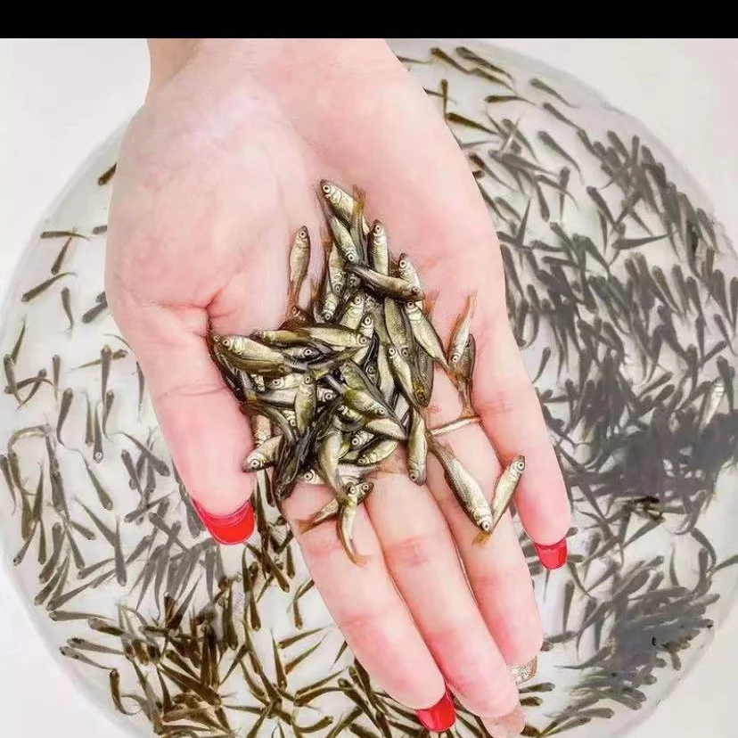 喂乌龟饲料鱼小鱼活体养殖活鱼麦穗活食饲料淡水鱼苗优质