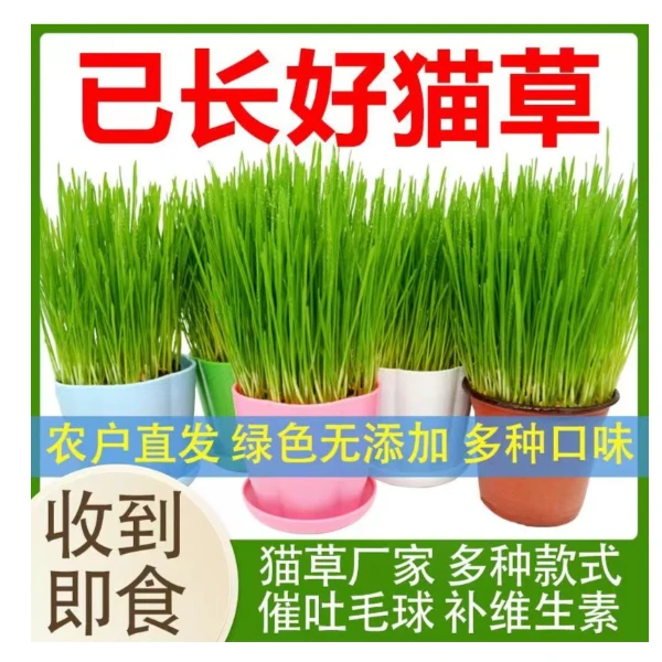食用盆栽土培猫草水培幼猫去毛球化毛方便懒人食用逗猫养宠装备