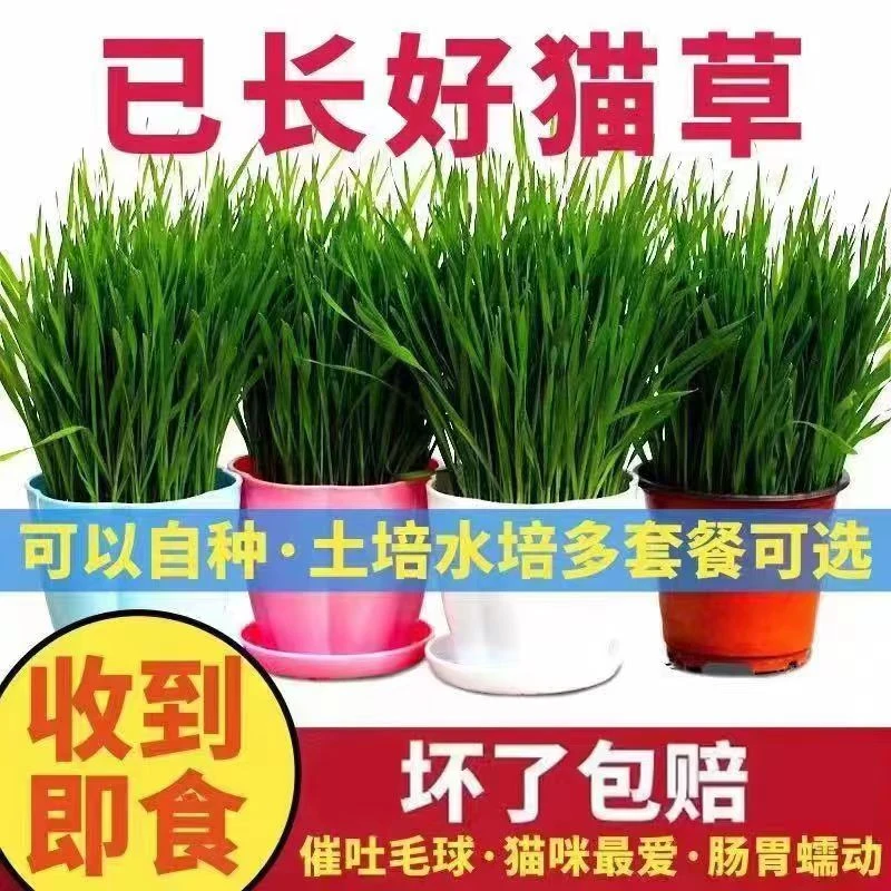 现货已长好猫草猫零食薄荷除毛球化毛膏水培猫草种子盆栽猫咪用品