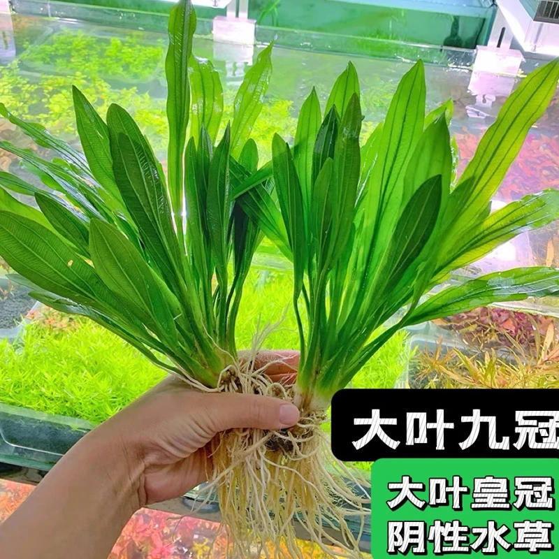 皇冠水草迷你九冠大叶绿九冠鱼缸水草植物阴性新手懒人造景真草