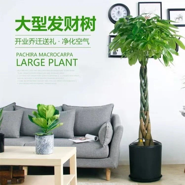 发财树盆栽大型客厅装饰绿植植物乔迁开业送礼办公室内招财树盆景