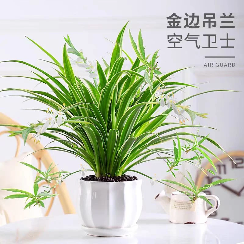 金边吊兰盆栽花卉植物室内花阳台