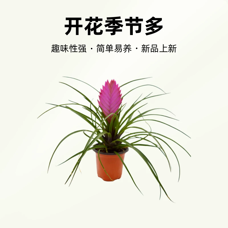 蓝色铁兰花盆栽紫花凤梨植物铁兰花盆栽紫花凤梨植物室内花卉办公