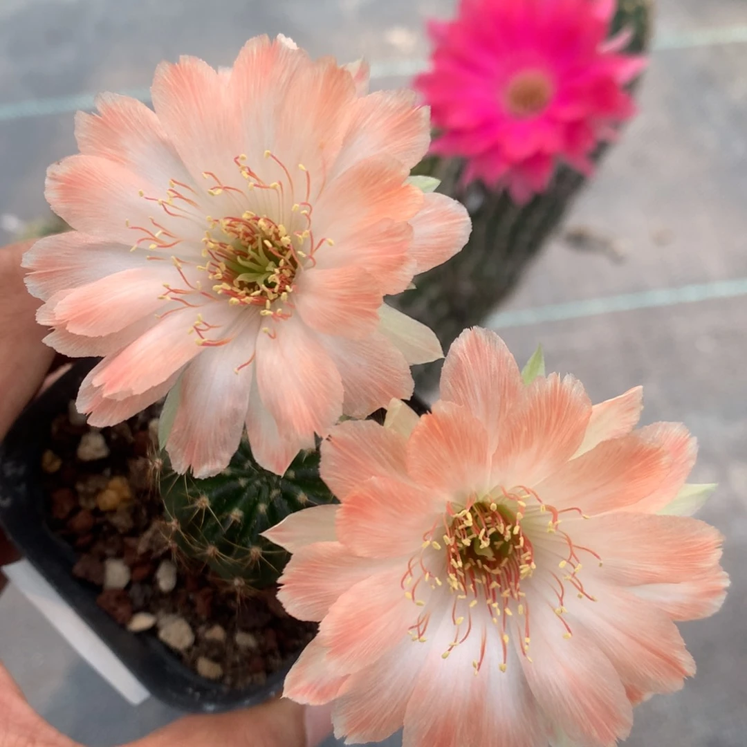 1实生丽花6厘米盆带盆土发货