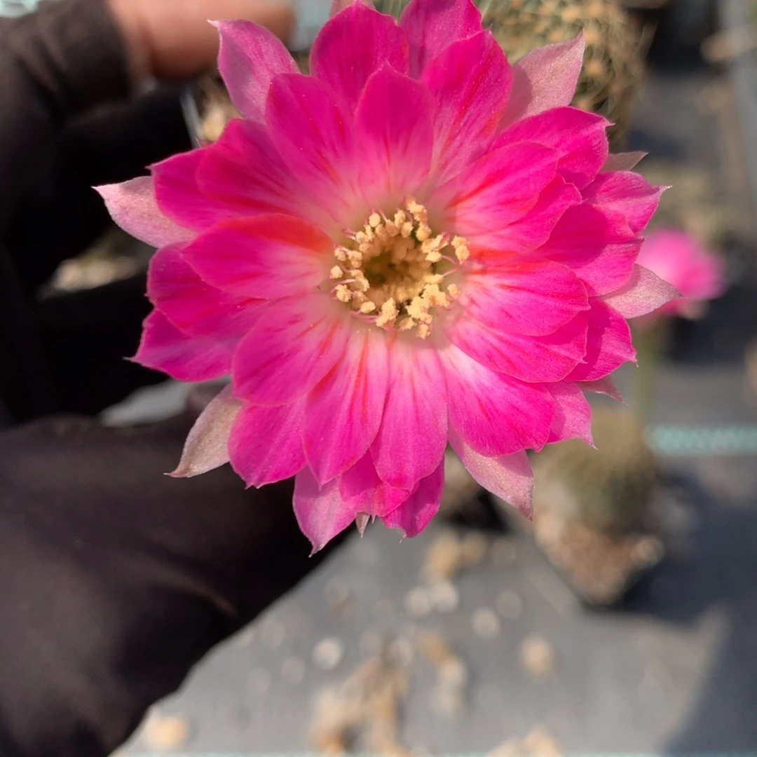 菲专拍带盆土发货