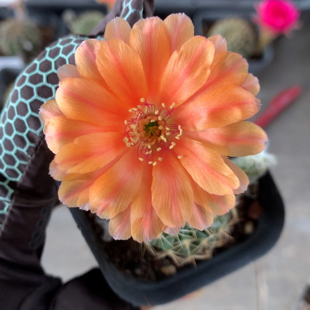 24实生丽花6厘米盆3厘米左右