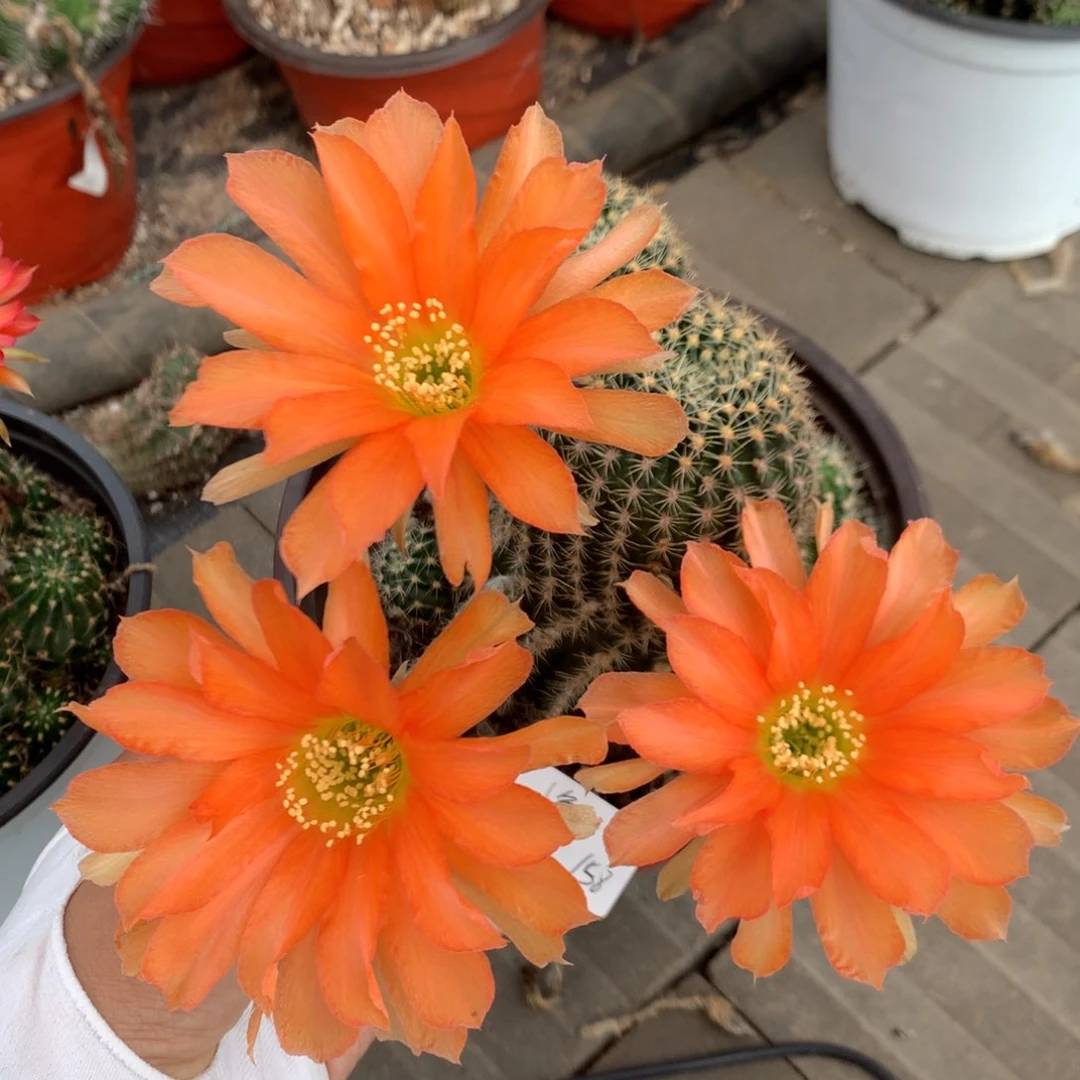 小鱼儿专拍带盆土发货