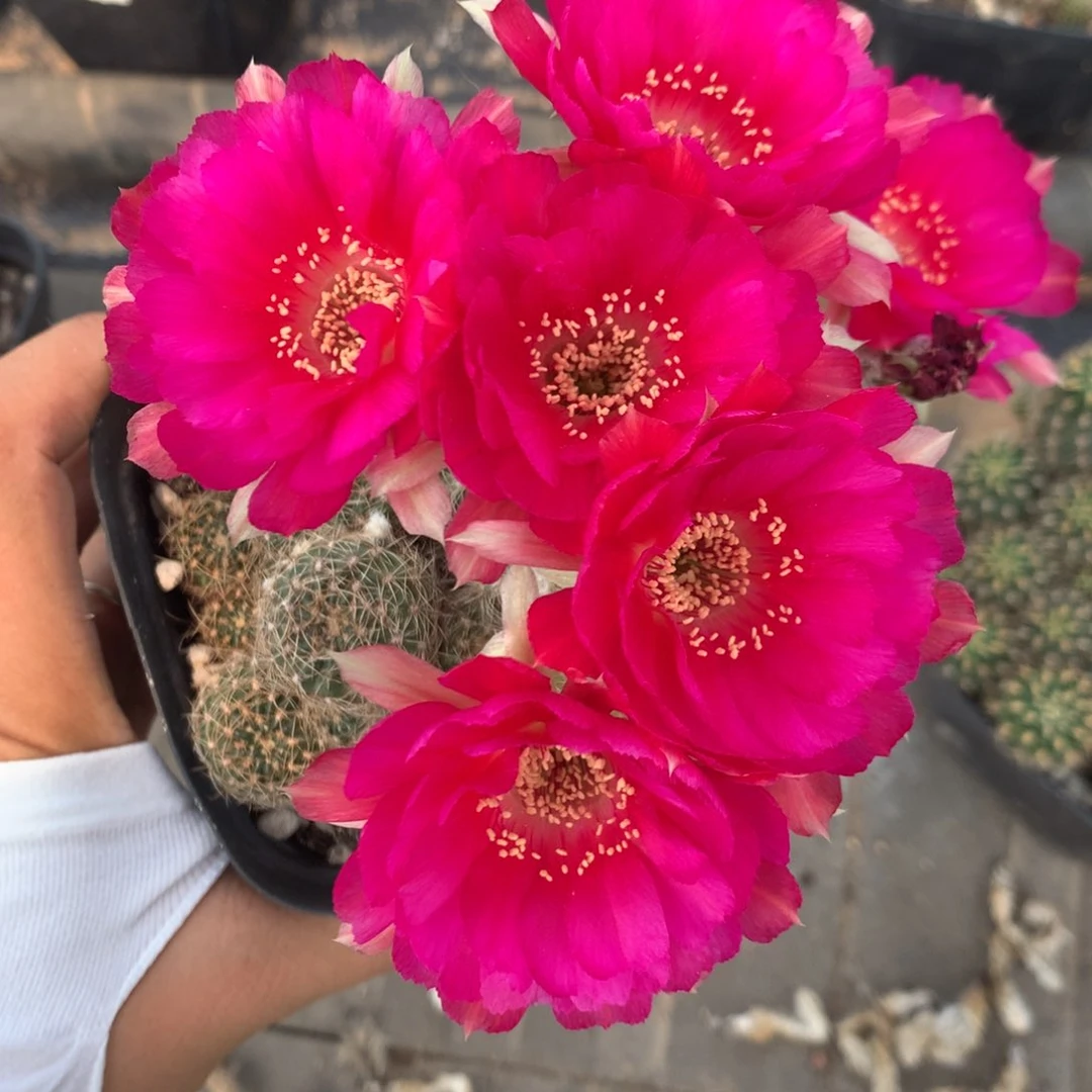 816侧芽自根丽花10厘米盆