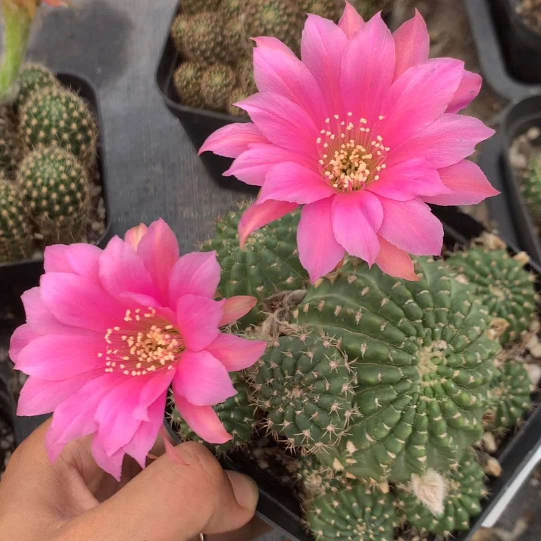 22落地自根丽花10厘米盆带盆土发货