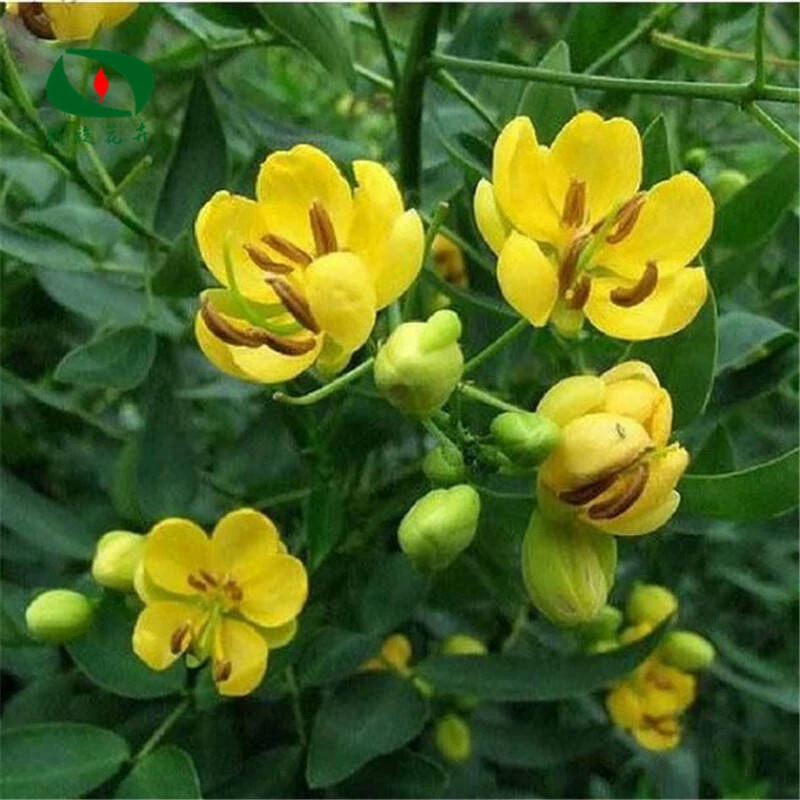 蛇灭门种子发芽奇花驱虫驱蚊草花种子盆栽地栽易种植物发芽草花籽