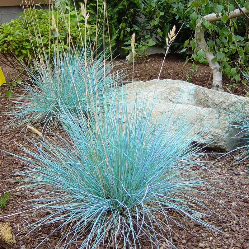 蓝羊茅种子庭院观赏草四季播种多年生草种籽易活耐寒庭院花种籽子
