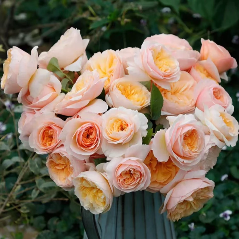 朱丽叶 奥斯汀花苗盆栽阳台庭院勤花好养