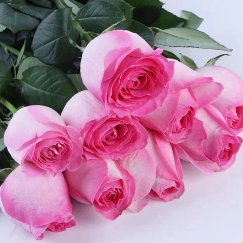 糖果雪山 切花大花抗病灌木月季盆栽