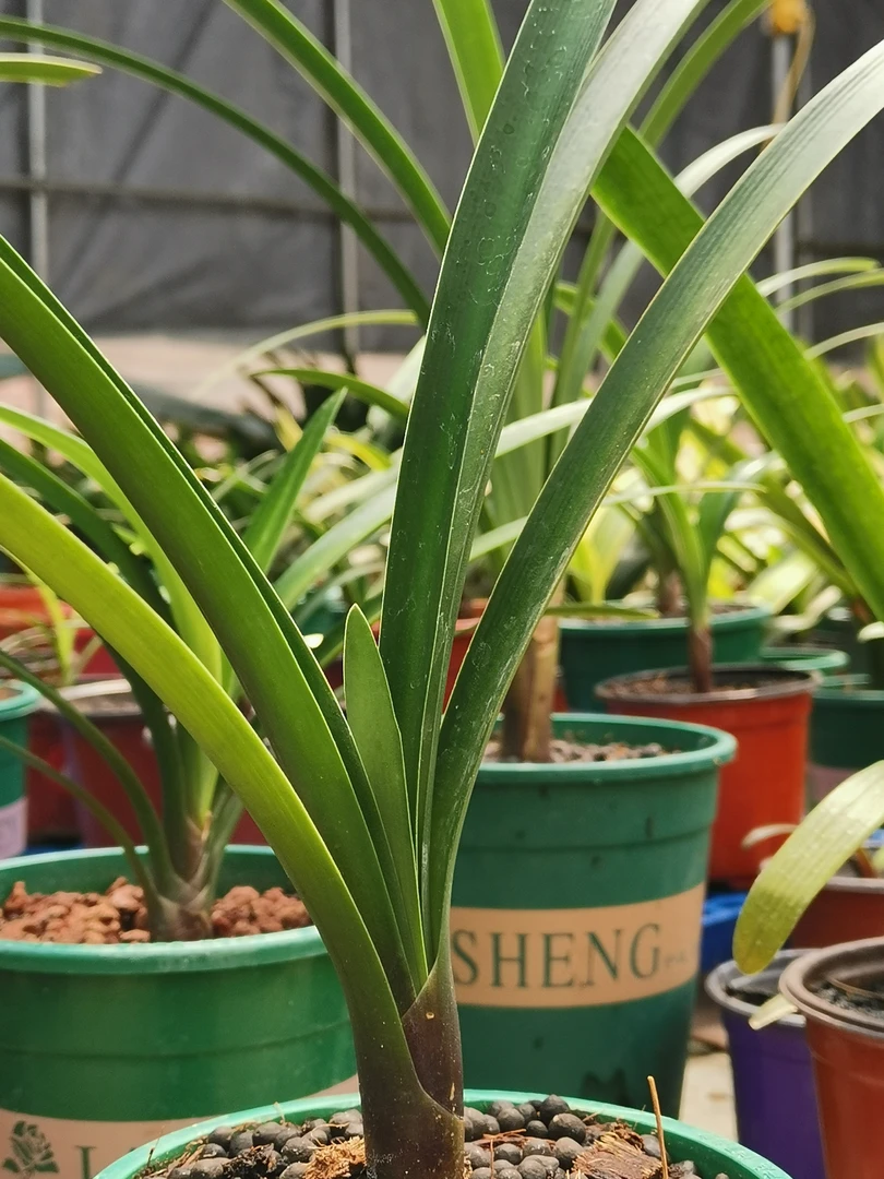 君子兰精品花卉，毛兰，国兰，沼泽，花园及其它绿植