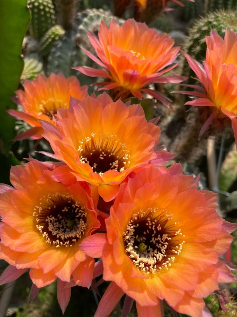 仙人球丽花 橙花黑喉 4-5公分无根侧芽 开橙色重瓣花多肉植物