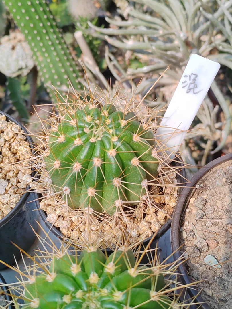 仙人球毛花柱 盲盒（小） 有根
