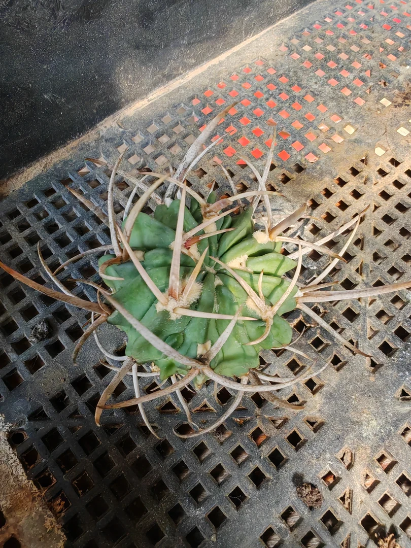 仙人球强刺 龙剑丸（小）