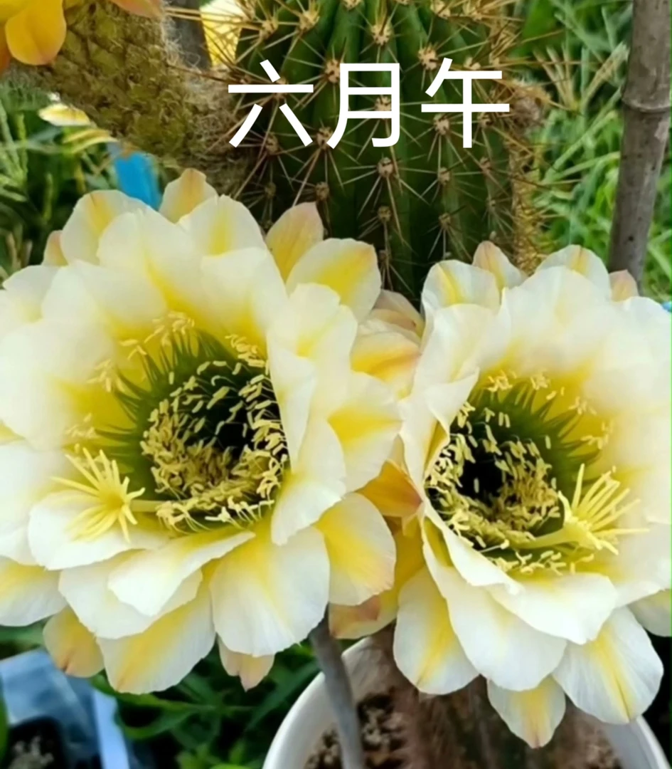 仙人球毛花柱 六月午 有根