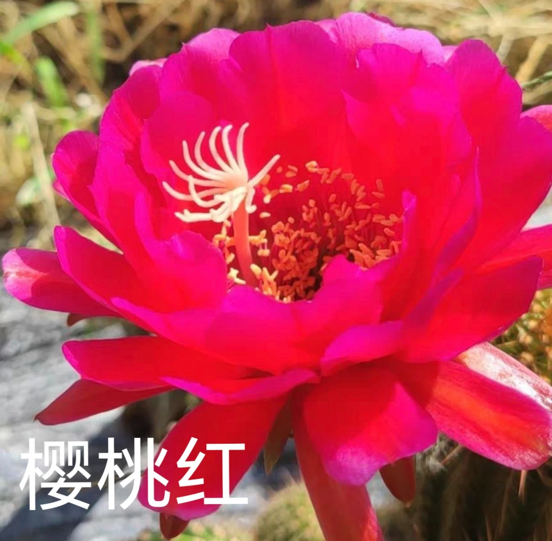 仙人球毛花柱 樱桃红(小) 有根