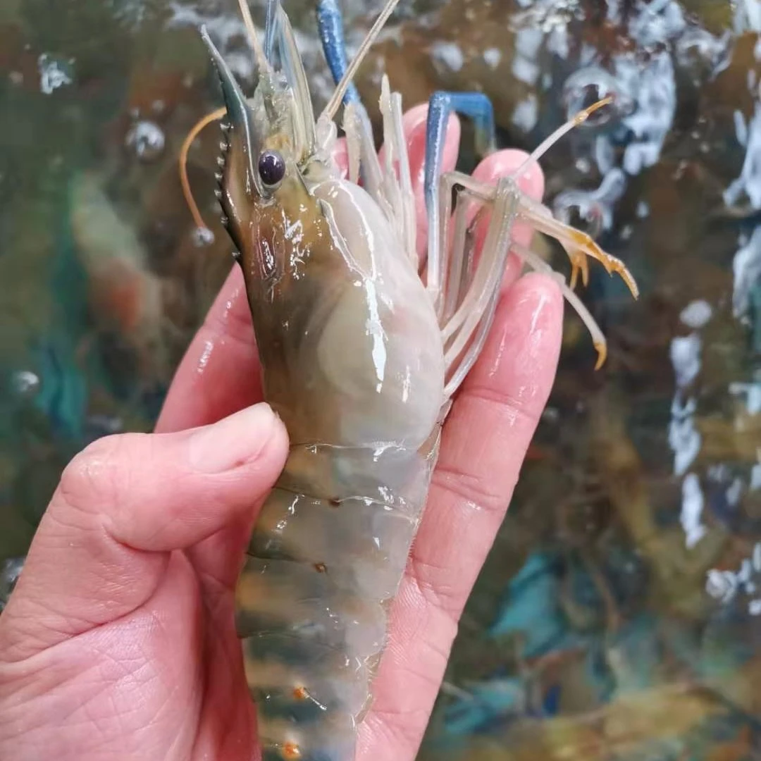 鲜活罗氏虾 500g鲜活配送