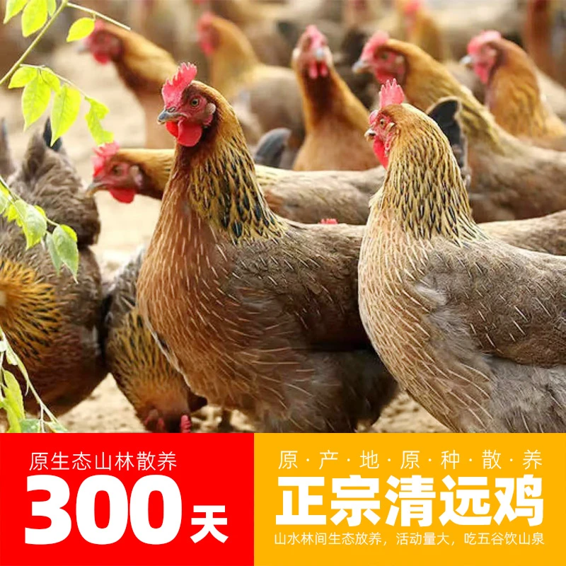 [杀好冷链]300天农村原生态散养走地清远鸡新鲜营养鸡味浓郁