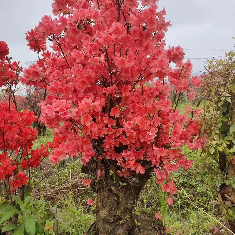 杜鹃花 映山红 紫色 红色
