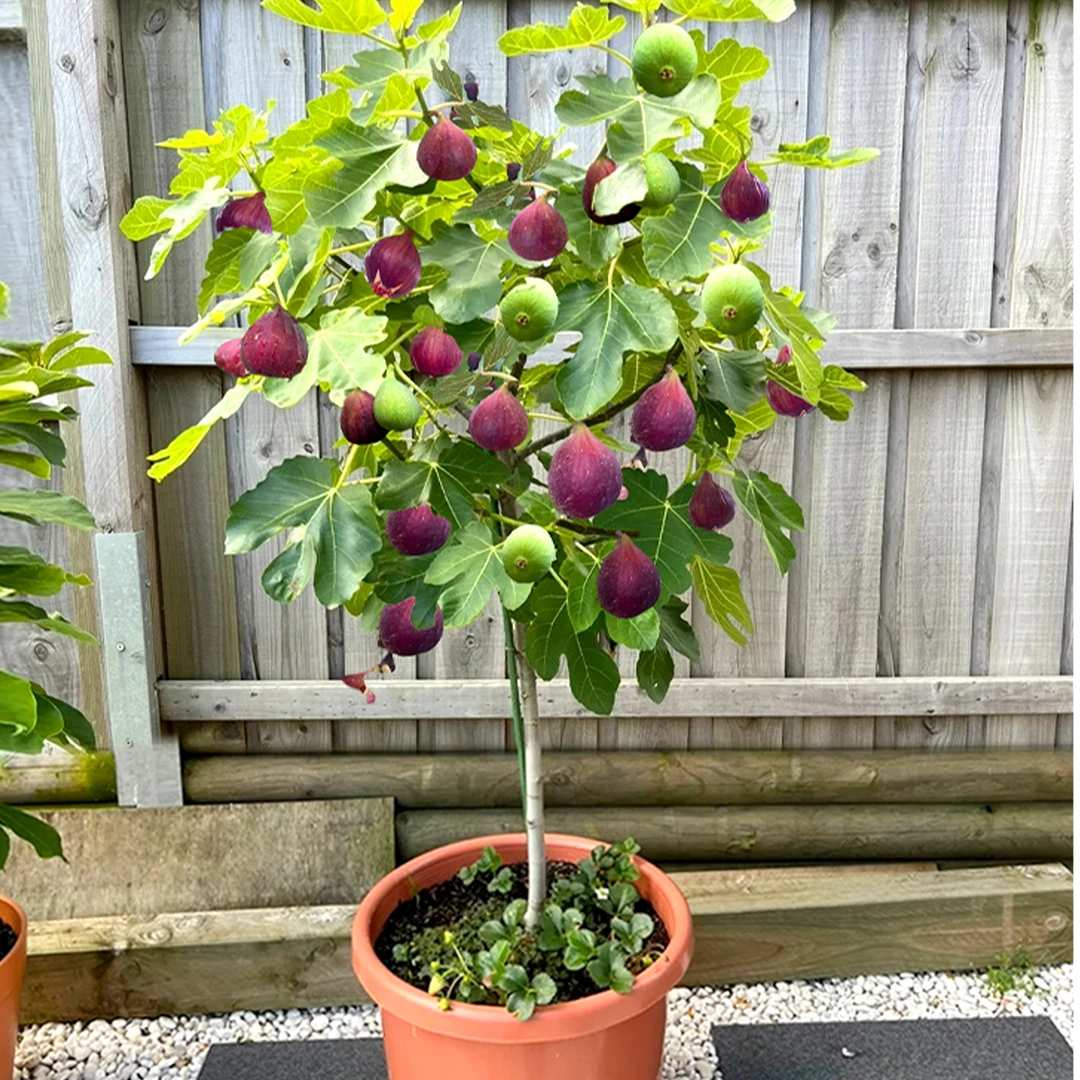 无花果树果苗四季种植大波姬红无花果苗南方北方盆栽地栽当年结果