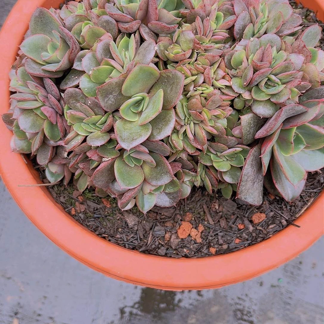 梦*荷8888888888888888