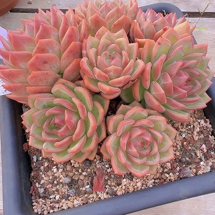 晴*儿8888888888888