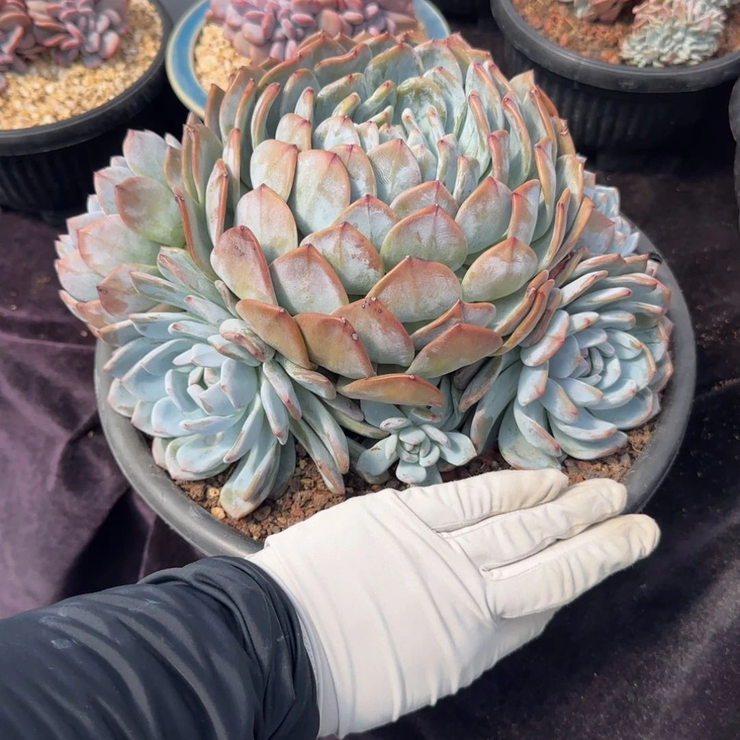 要***心24厘米左右一物一拍的无砍