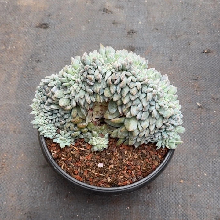 大*子17厘米的尺寸一物一拍