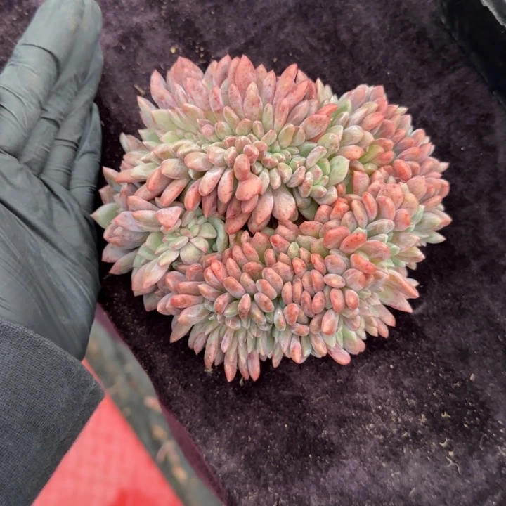 ?*班13厘米左右一物一拍的