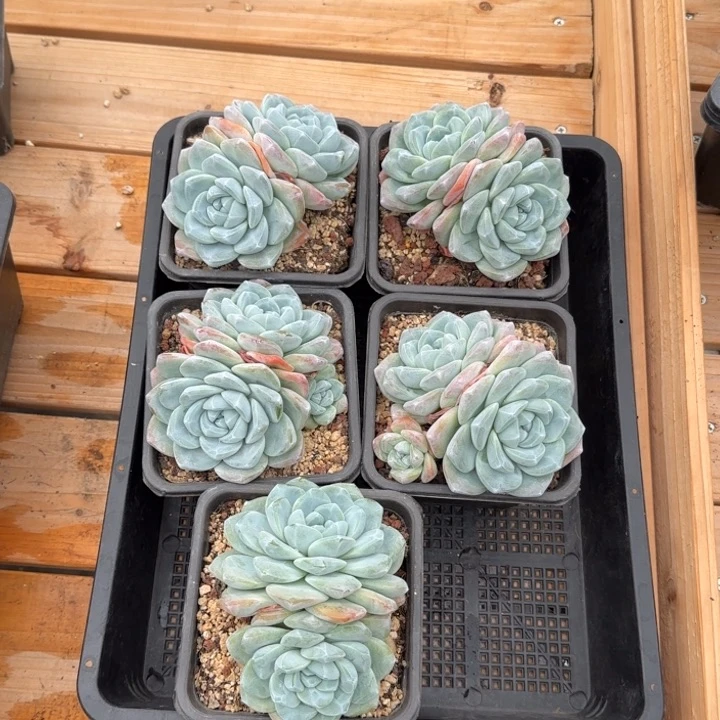 11厘米的尺寸一物一拍