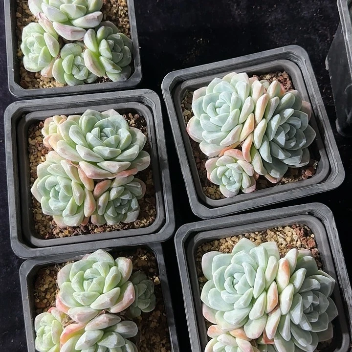 冰玉5颗一物一拍