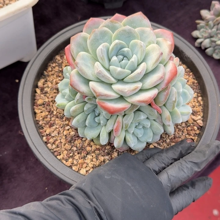 慧***肉14厘米左右一物一拍的