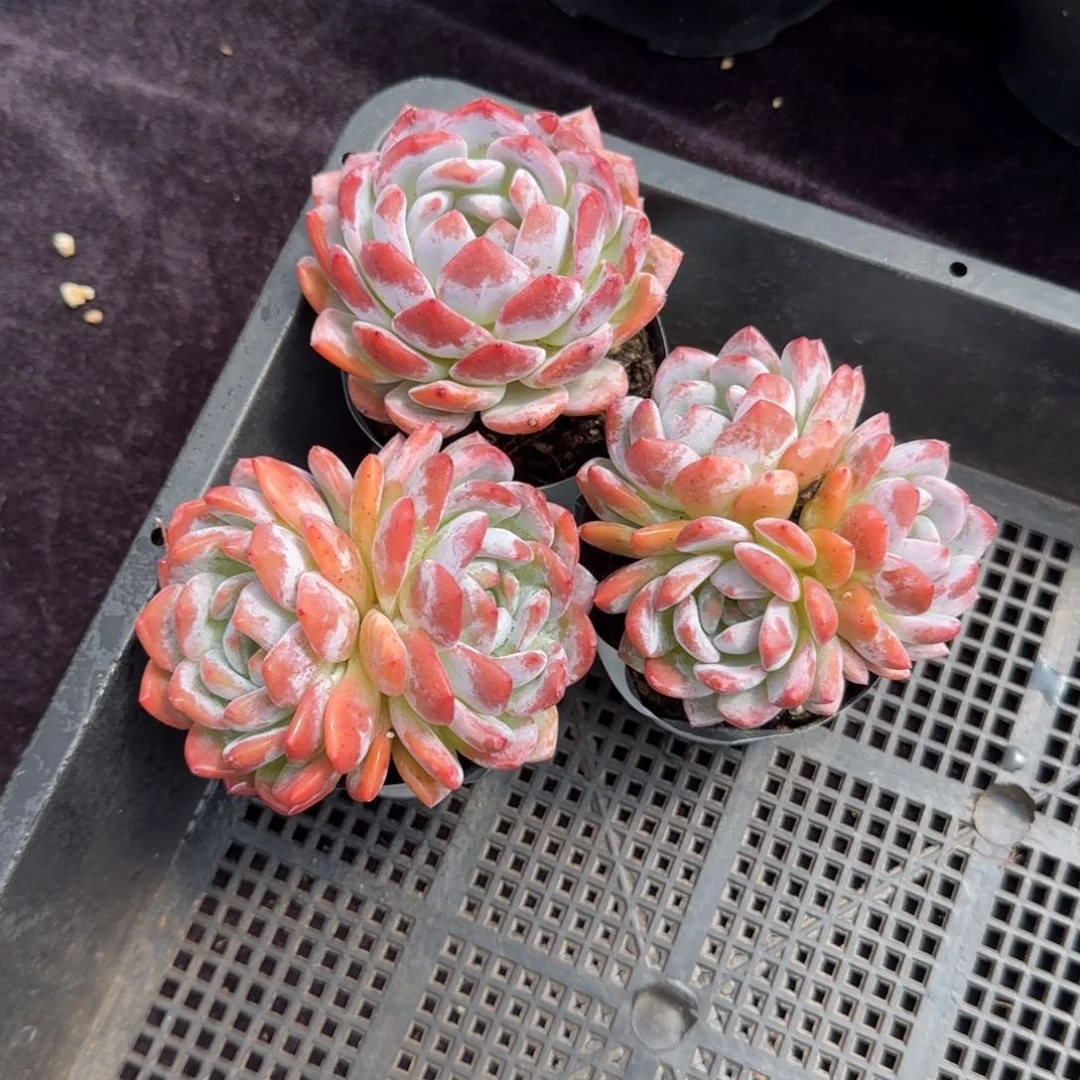9厘米左右一物一拍的无砍雪天使